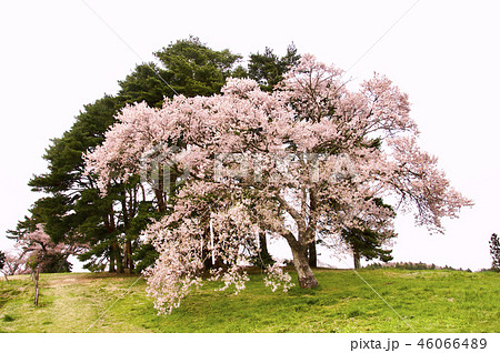 奈良・平安時代の国府・多賀城址の丘に咲く多賀城桜 46066489