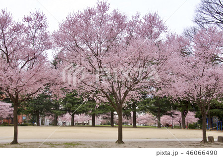 NHK仙台放送会館前の錦町公園の桜 46066490