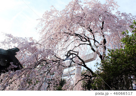 東京 乃木神社 鳥居とダイナミックなしだれ桜の写真素材