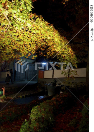 永源寺の紅葉のライトアップ（滋賀県東近江市） 46066688