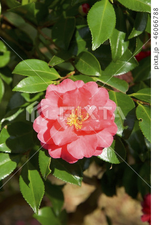 須磨離宮公園の薔薇（神戸市） 46066788