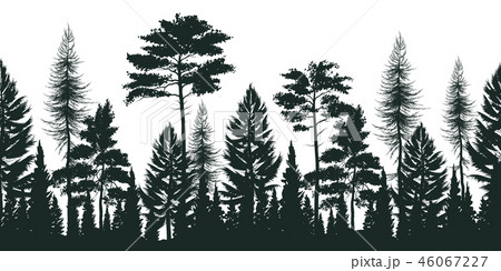 Silhouette Of Pine Forest Illustration 46067227