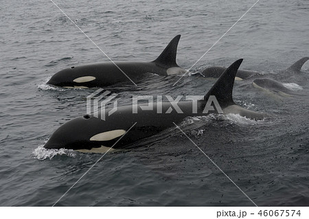 シャチ シャチ 46067574