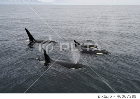 シャチ シャチ 46067589