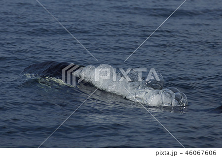 シャチ シャチ 46067606