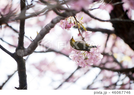 風景鳥花写真 伊豆の桜とメジロ 春の訪れ 東風吹いて 桜とメジロ 風景鳥花写真 伊豆の桜とメジロ 春の訪れ 東風吹いて 桜とメジロ 46067746