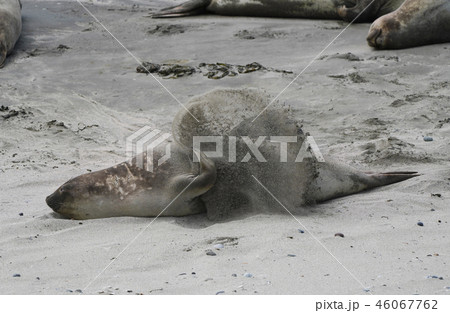 ミナミゾウアザラシ ミナミゾウアザラシ 46067762