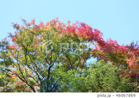 鮮やか紅葉 46067869