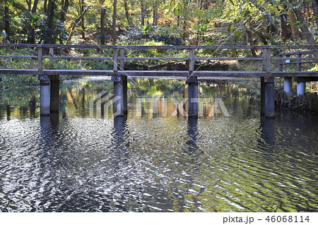 大町自然観察園 せせらぎ園 千葉県市川市大町 大町自然観察園 せせらぎ園 千葉県市川市大町 46068114