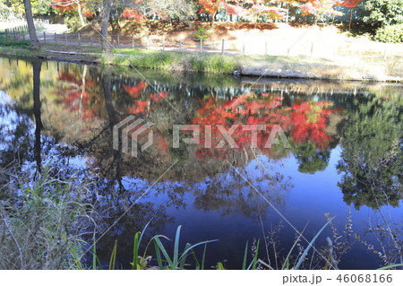 大町自然観察園　せせらぎ園　千葉県市川市大町　　 46068166
