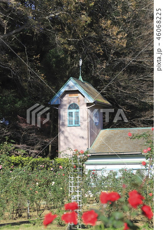 大町自然観察園 バラ園 千葉県市川市大町 大町自然観察園 バラ園 千葉県市川市大町 46068225