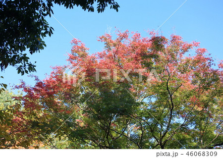 鮮やか紅葉 46068309