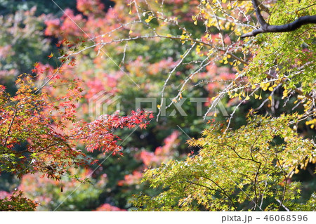 鮮やか紅葉 46068596