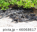 ガラパゴスの生き物たち 46068617