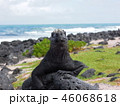 ガラパゴスの生き物たち 46068618