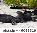 ガラパゴスの生き物たち 46068619