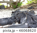 ガラパゴスの生き物たち 46068620