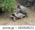 ガラパゴスの生き物たち 46068622