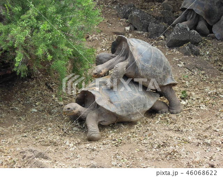 ガラパゴスの生き物たち 46068622