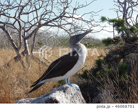 ガラパゴスの生き物たち 46068701