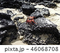 ガラパゴスの生き物たち 46068708