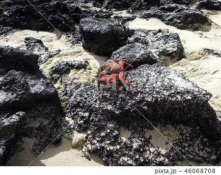 ガラパゴスの生き物たち ガラパゴスの生き物たち 46068708