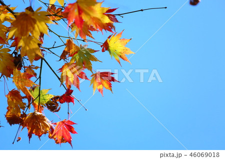 綺麗な楓 綺麗な楓 46069018