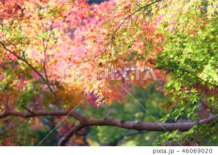 カエデ紅葉 46069020