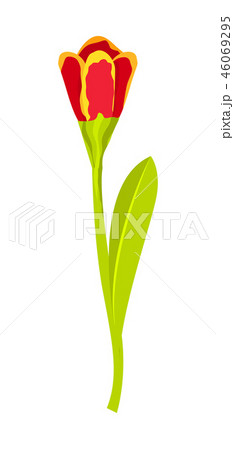 Tulip flower isolated icon Tulip flower isolated icon 46069295