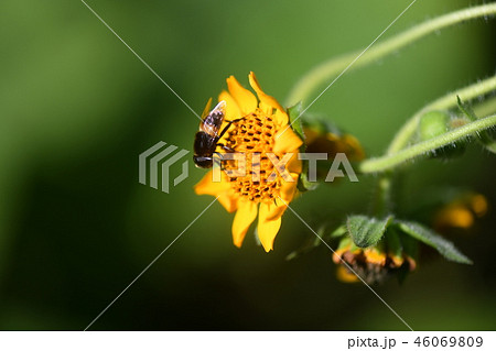 ヤーコンと花虻 46069809