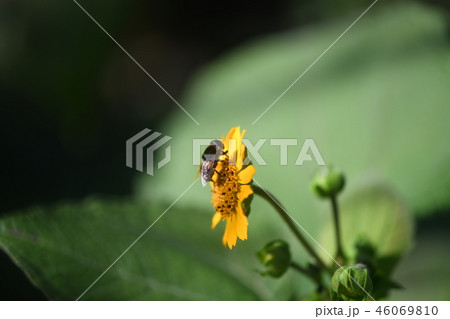 ヤーコンと花虻 46069810