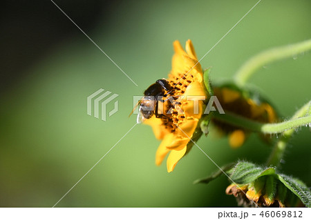 ヤーコンと花虻 ヤーコンと花虻 46069812