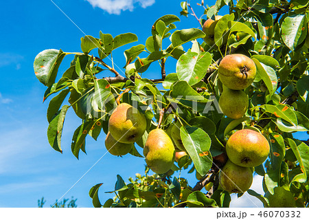 Pear fruit on the tree in the blue sky 46070332