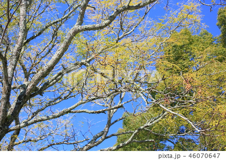 センダンの実 センダンの実 46070647