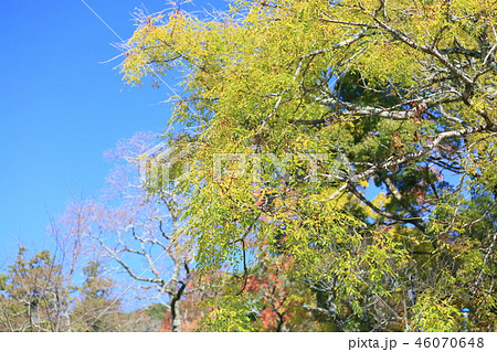 センダンの実 センダンの実 46070648