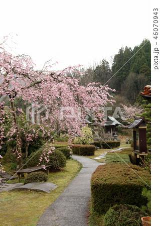 鳥取 四季の散歩 春 東光寺 鳥取 四季の散歩 春 東光寺 46070943