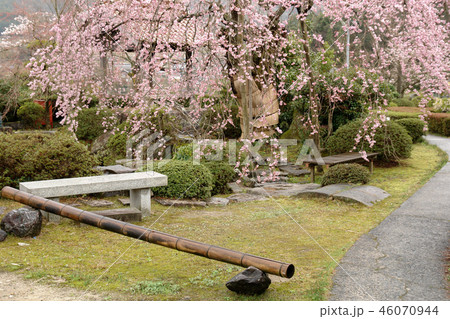 鳥取　四季の散歩　春　東光寺 46070944