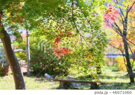 輝くカエデ 46071060