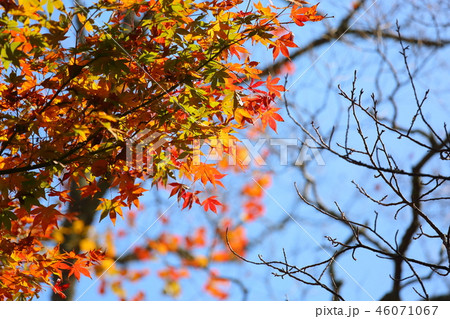 鮮やか紅葉 鮮やか紅葉 46071067