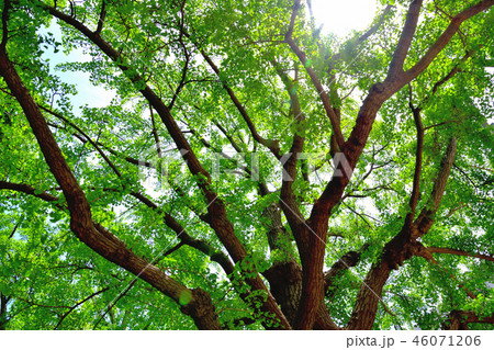 新緑と神奈川県庁 46071206