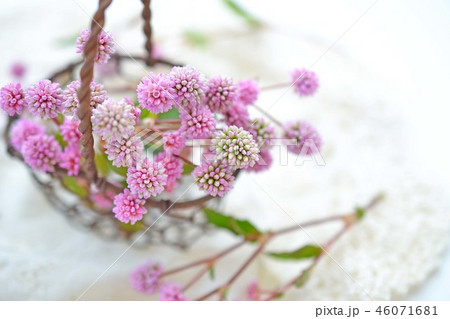 ポリゴナム ポリゴナム 46071681