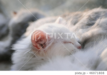 昼寝 猫 ペット 46071808