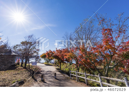 河口湖北岸 ウォーキングトレイルの紅葉 46072029
