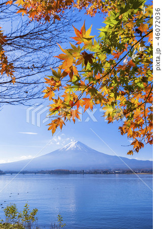 秋の河口湖 富士山と色づいたもみじ 46072036