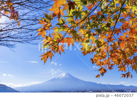 秋の河口湖 富士山と色づいたもみじ 46072037