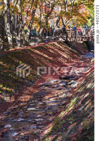 梨川の流れともみじ回廊の紅葉 46072073