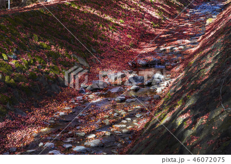 梨川の流れともみじ回廊の紅葉 46072075