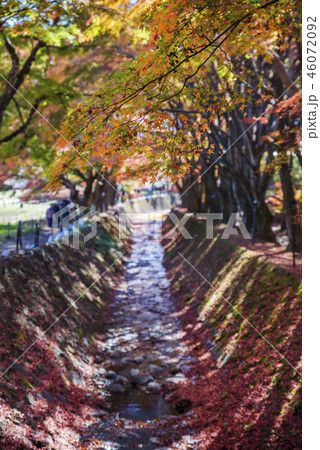 河口湖北岸 もみじ回廊の紅葉 46072092