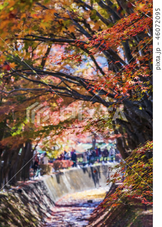 河口湖北岸 もみじ回廊の紅葉 46072095