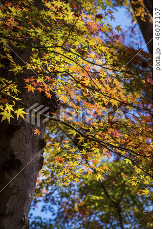 河口湖北岸 もみじ回廊の紅葉 46072107